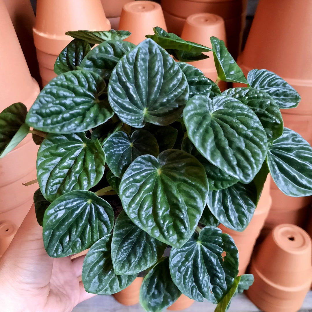 Emerald Ripple Peperomia - Shop Online!