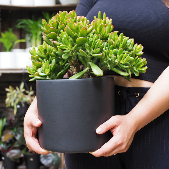 Emerson Pot - Matt Large - Shop Online!