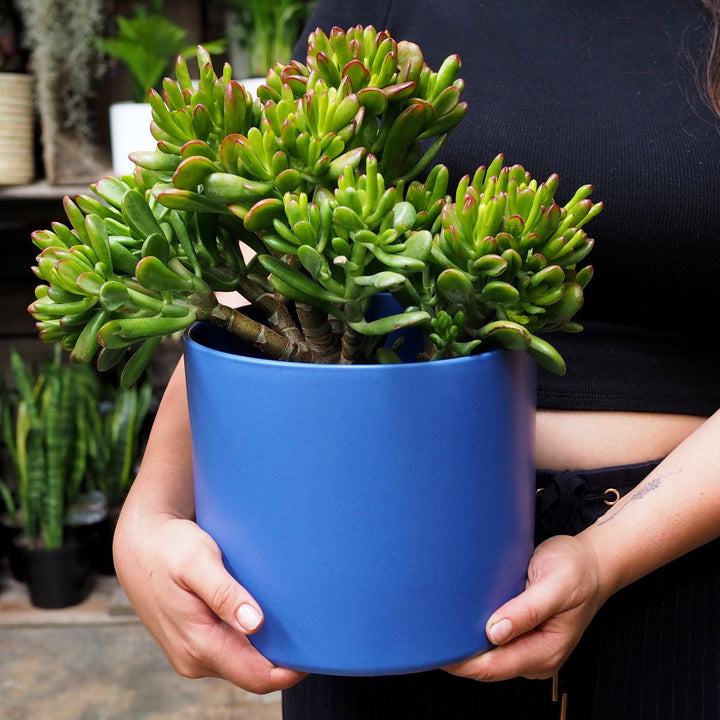 Emerson Pot - Matt Large - Shop Online!