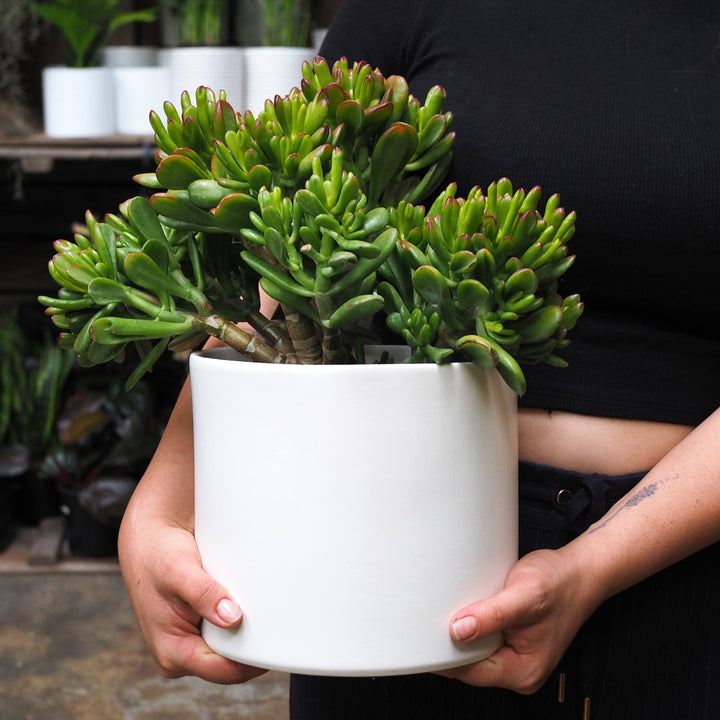 Emerson Pot - Matt Large - Shop Online!