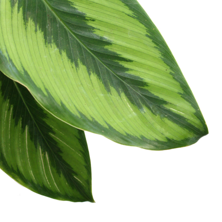 Calathea Beauty Star - Shop Online!