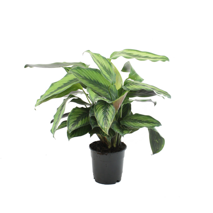 Calathea Beauty Star - Shop Online!