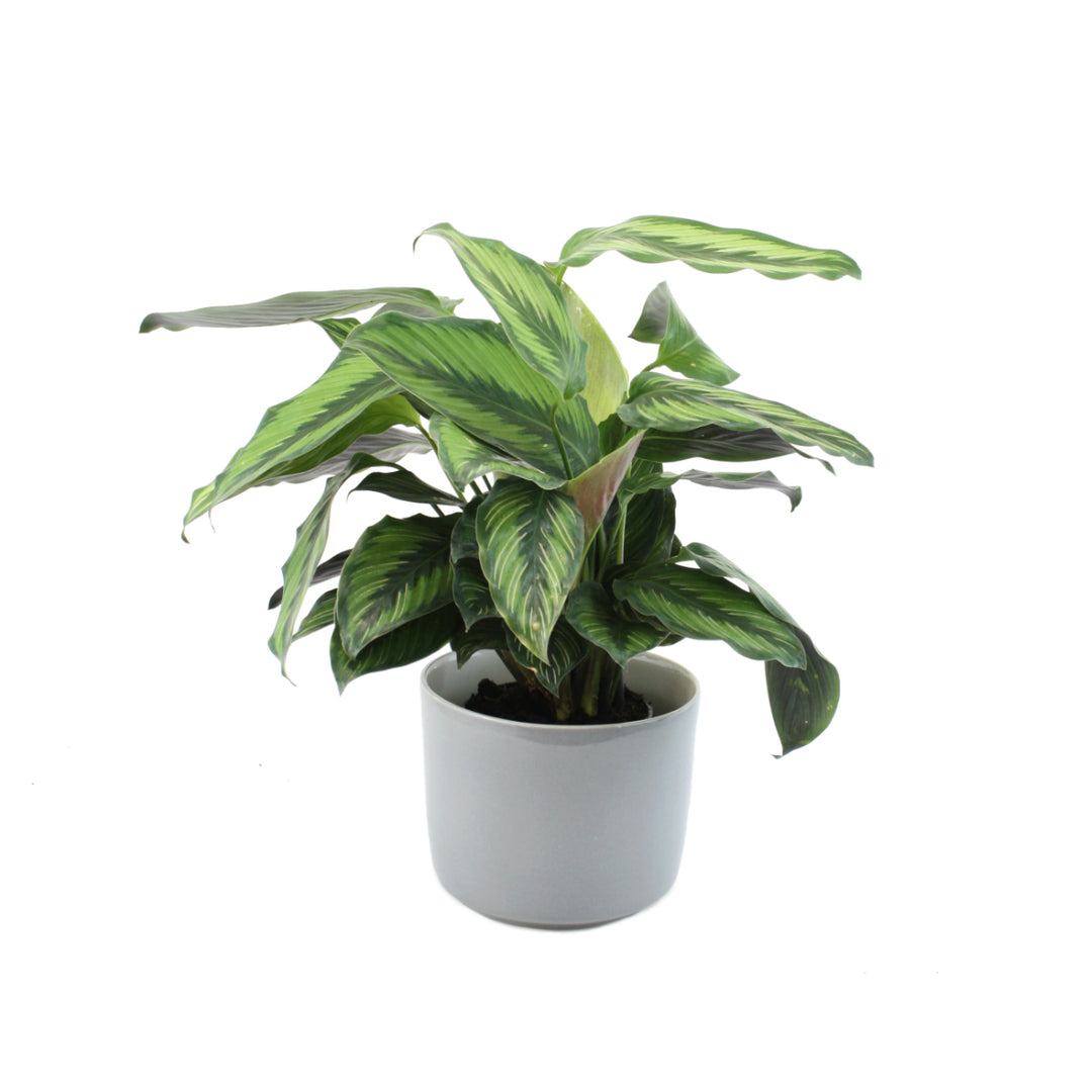 Calathea Beauty Star - Shop Online!