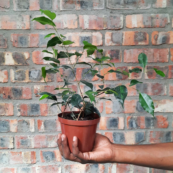 Weeping Fig - Shop Online!