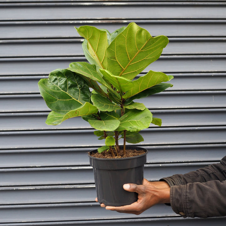 Fiddle Leaf Fig - Medium - Shop Online!