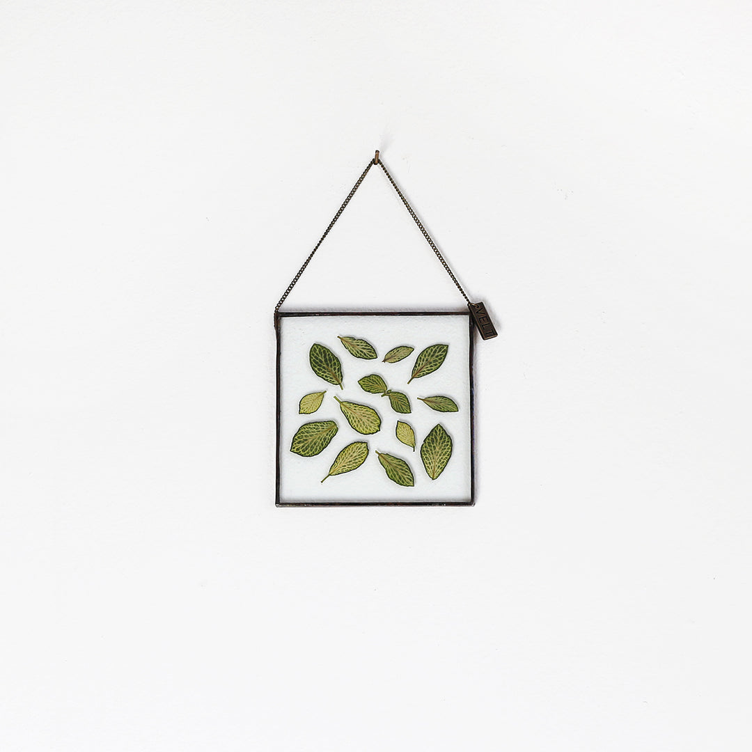 VELT Botanical Frame - Fittonia - Shop Online!