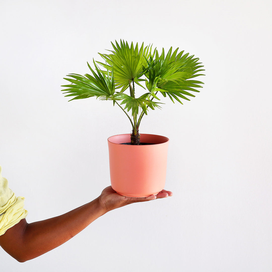 Footstool Palm - Shop Online!