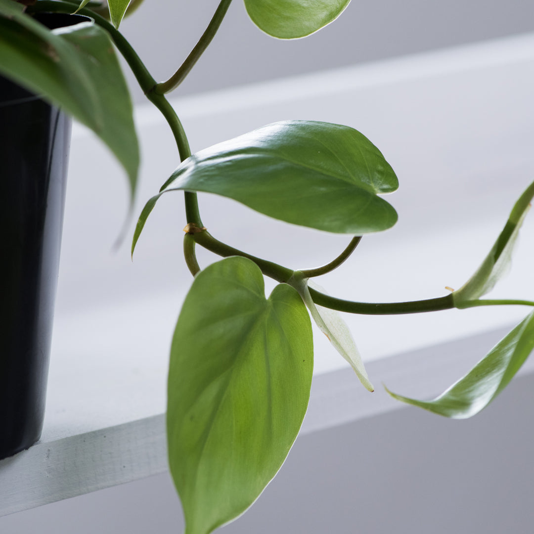 Heart Leaf Philodendron - Shop Online!