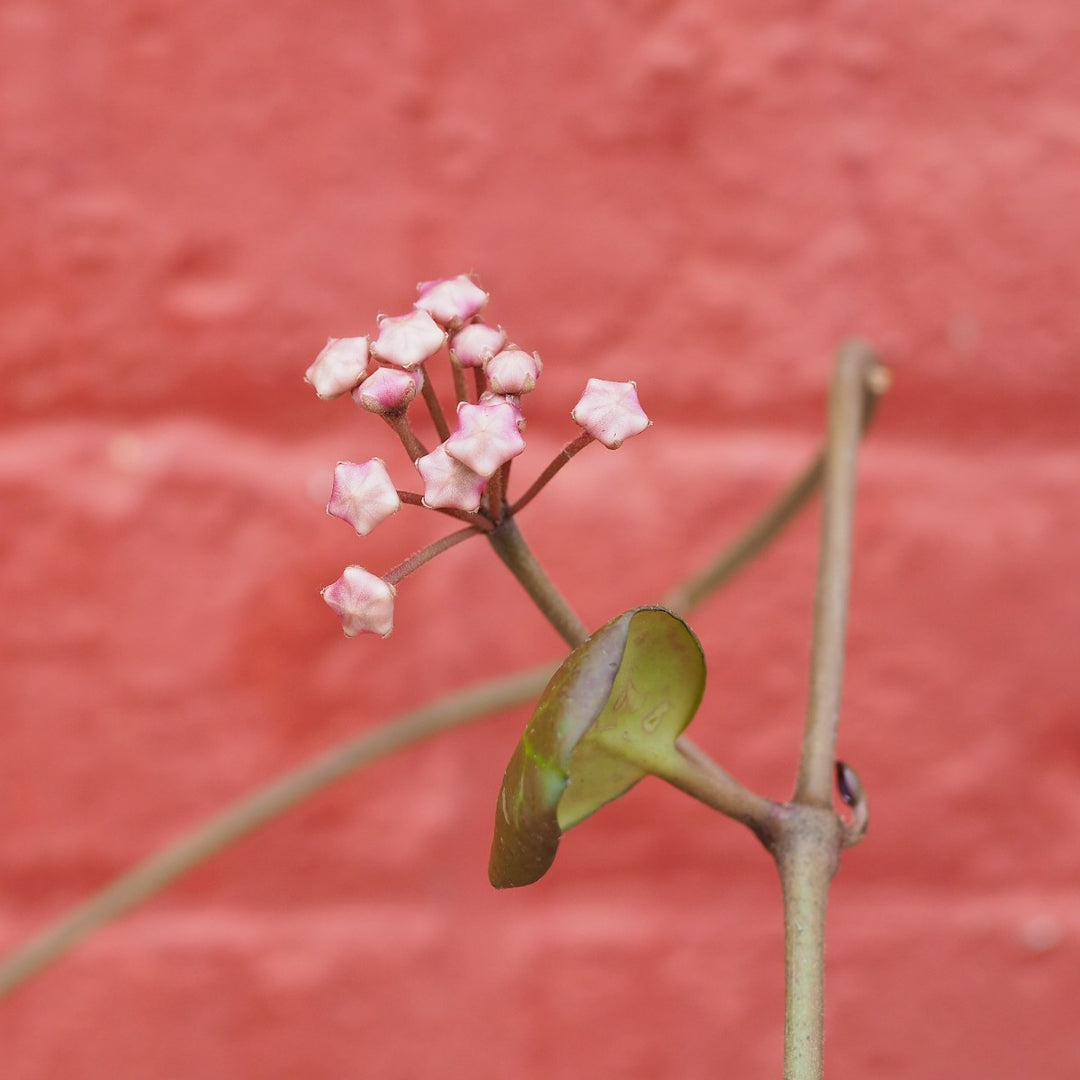 Hoya Obovata - Shop Online!