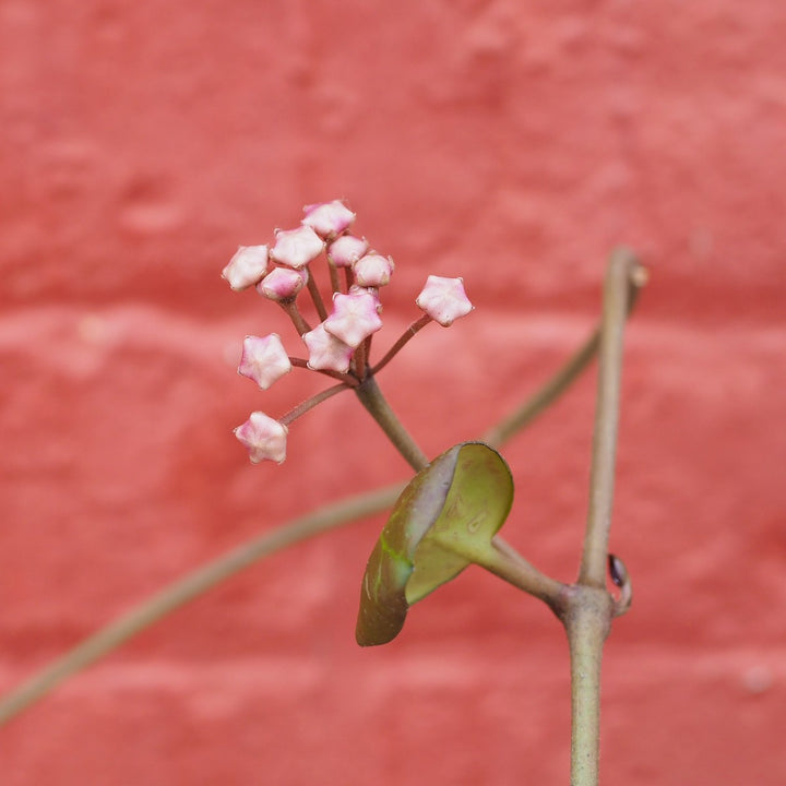 Hoya Obovata - Shop Online!
