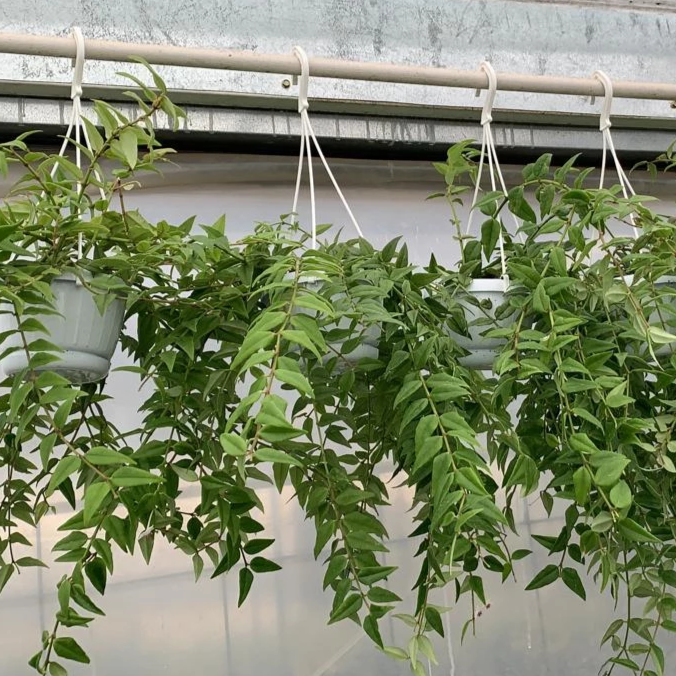 Hoya Bella - Shop Online!