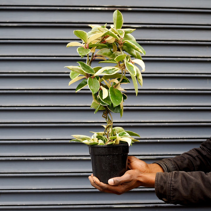 Hoya Krimson Queen - Shop Online!