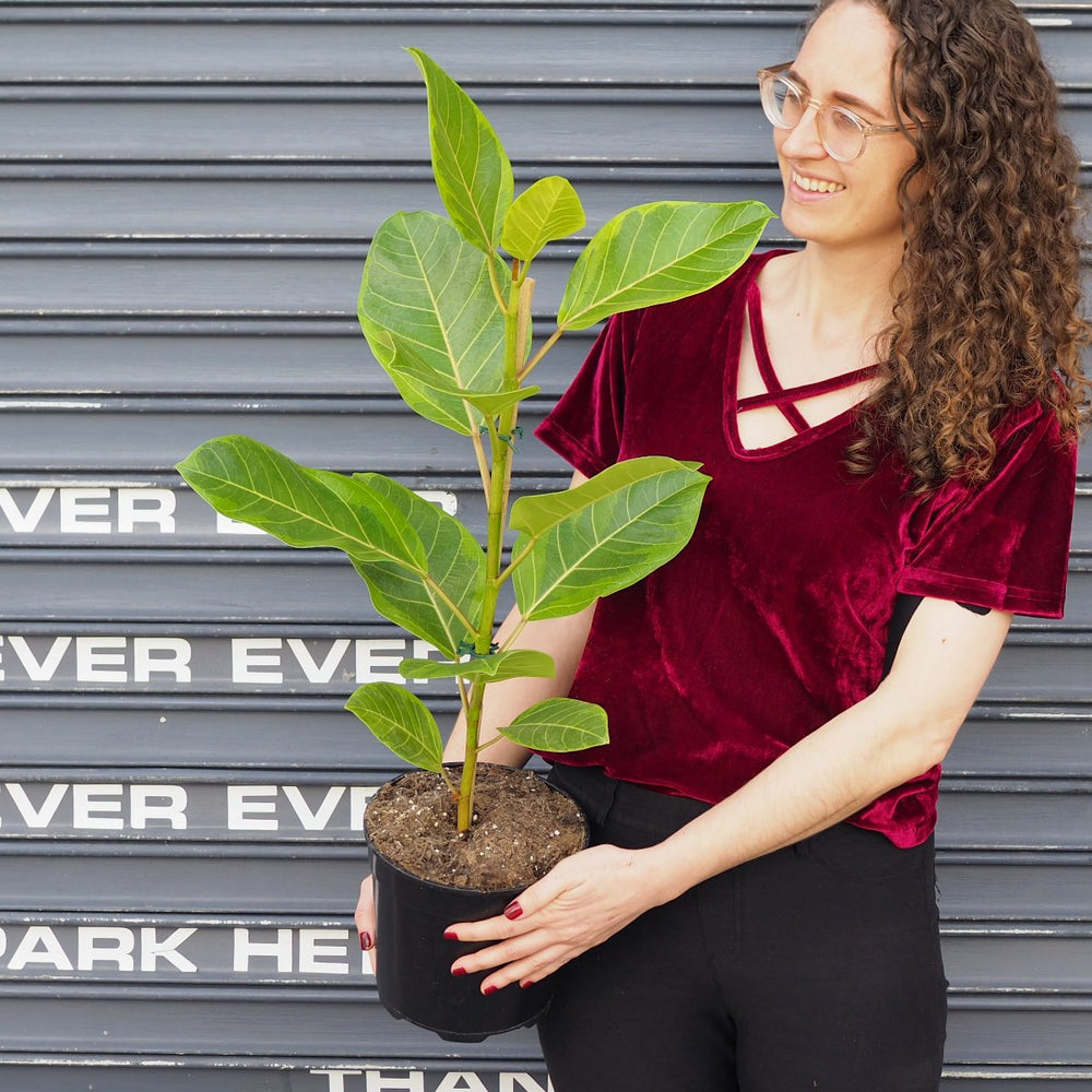 Lofty Fig - Yellow Gem - Shop Online!