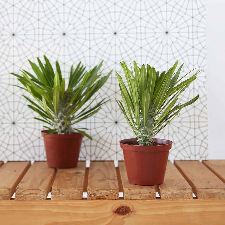 Madagascar Palm - Shop Online!