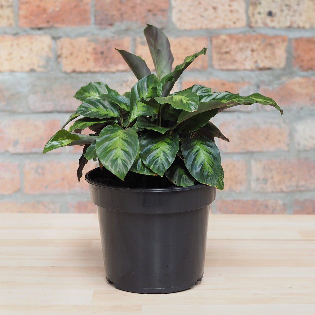 Calathea Misto - Shop Online!