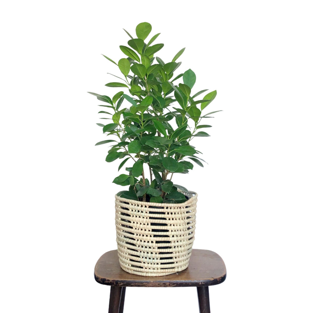 Ficus - Moclame - Shop Online!