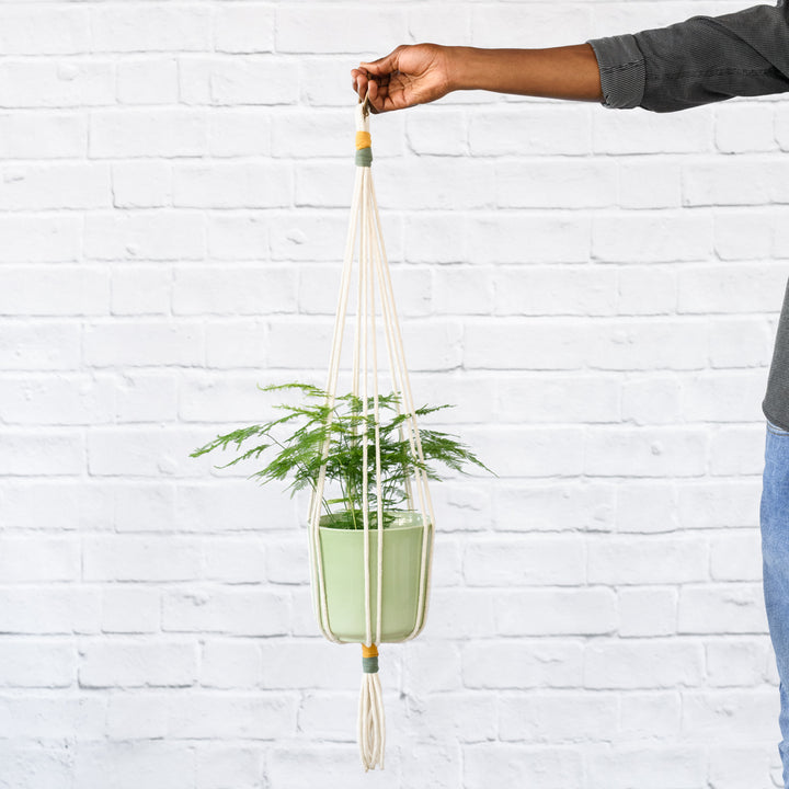 Lace Fern - Shop Online!