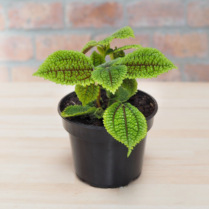 Moon Valley Pilea - Shop Online!