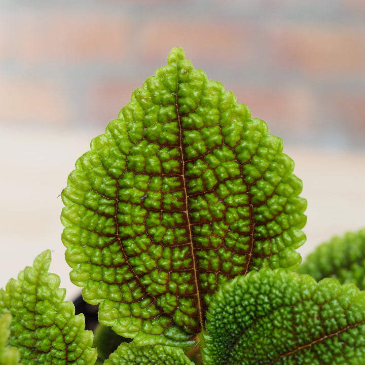 Moon Valley Pilea - Shop Online!