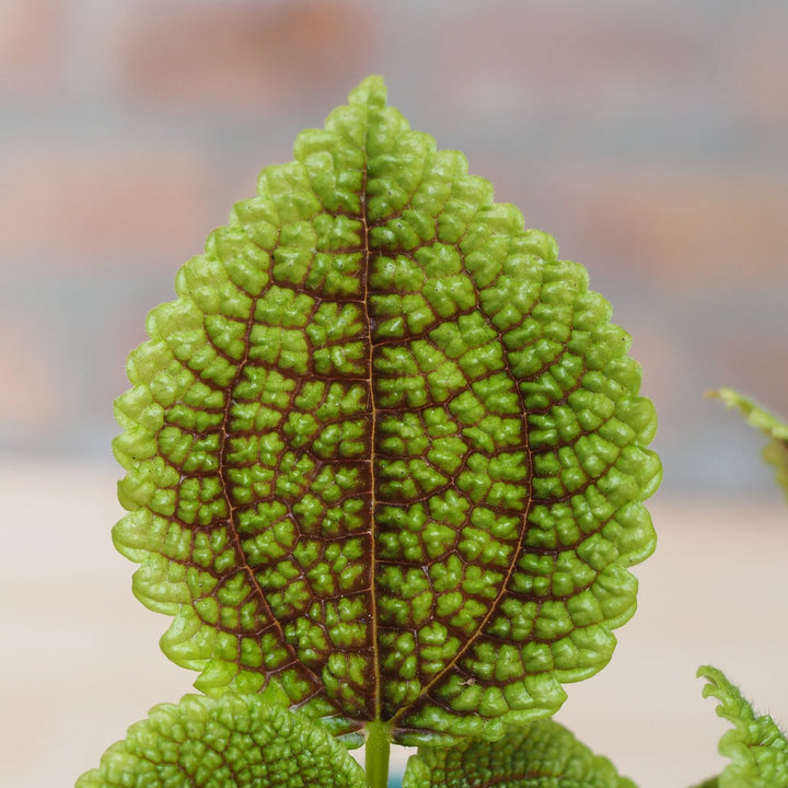 Moon Valley Pilea - Shop Online!