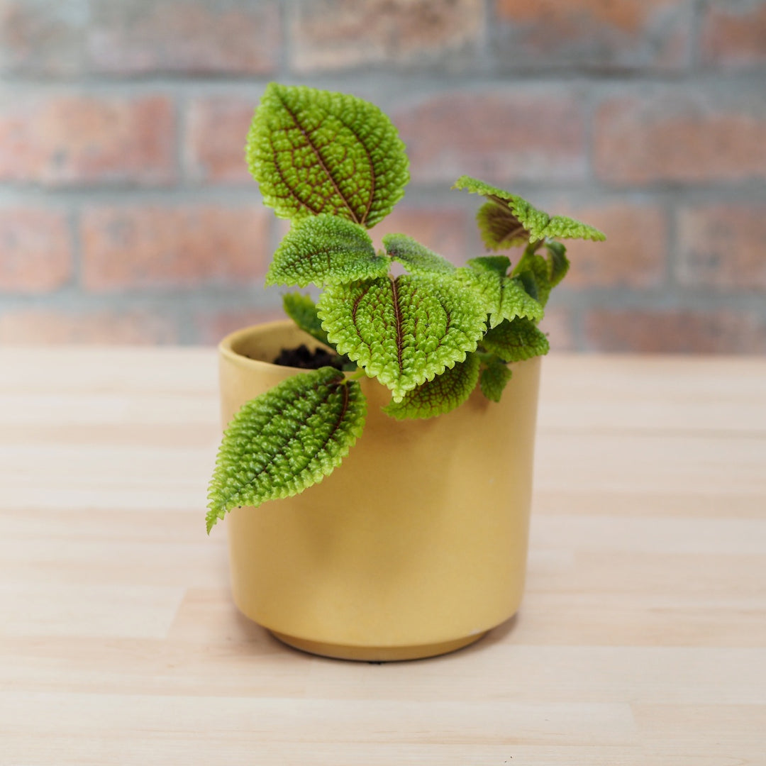 Moon Valley Pilea - Shop Online!