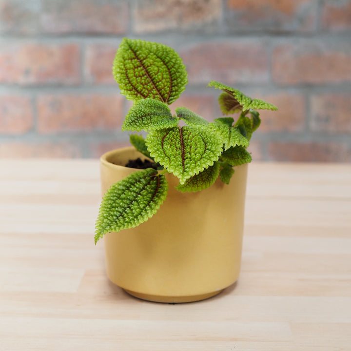 Moon Valley Pilea - Shop Online!
