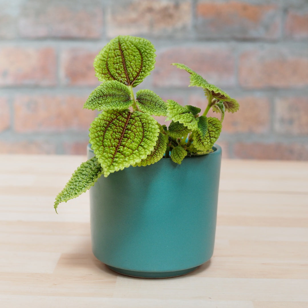 Moon Valley Pilea - Shop Online!