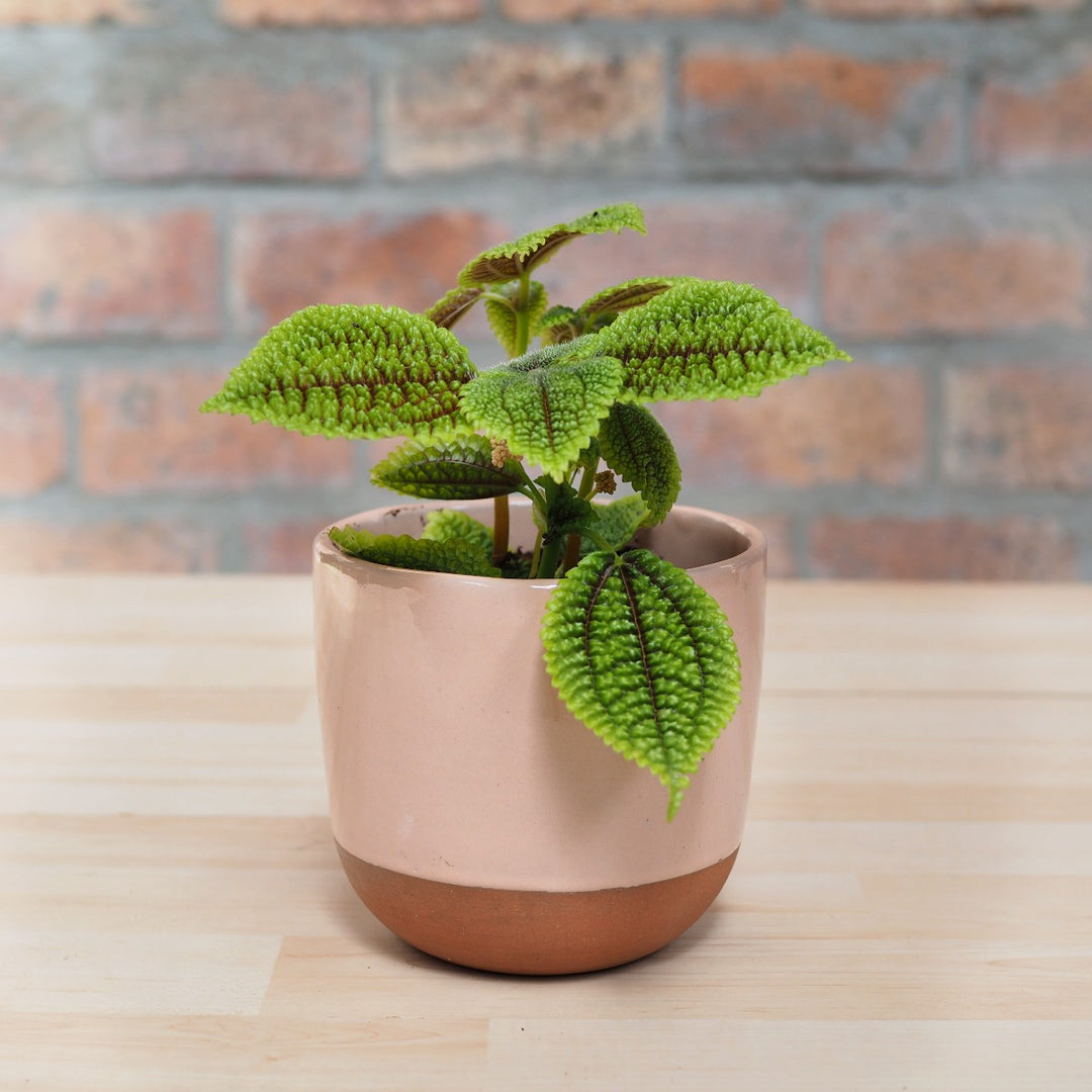 Moon Valley Pilea - Shop Online!