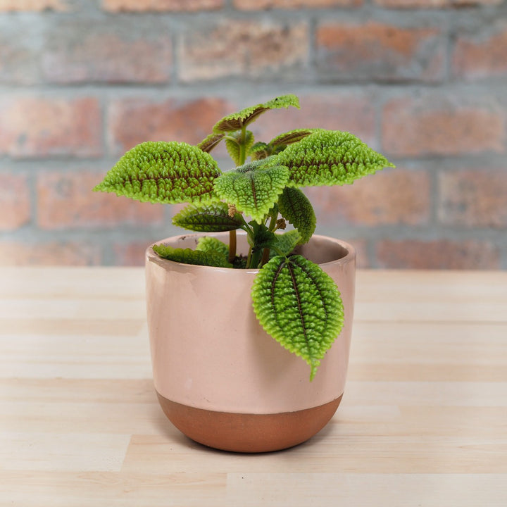 Moon Valley Pilea - Shop Online!