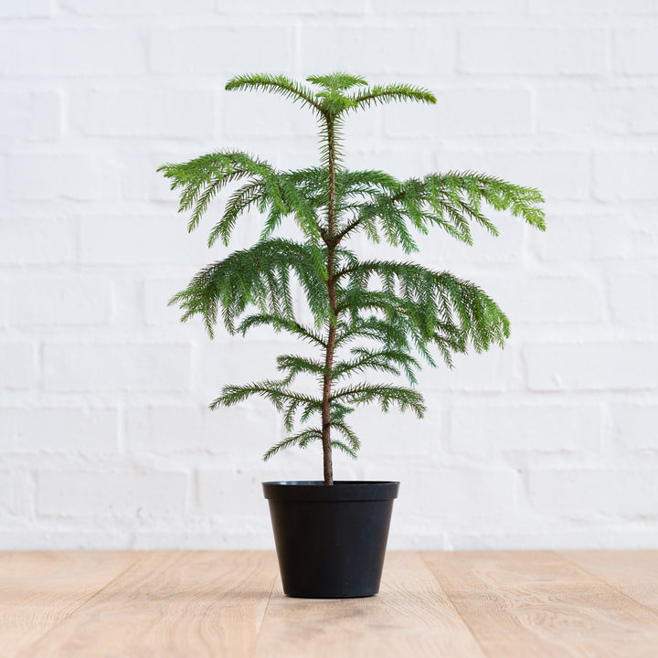Norfolk Island Pine - Shop Online!