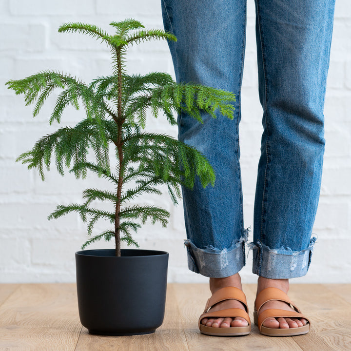 Norfolk Island Pine - Shop Online!