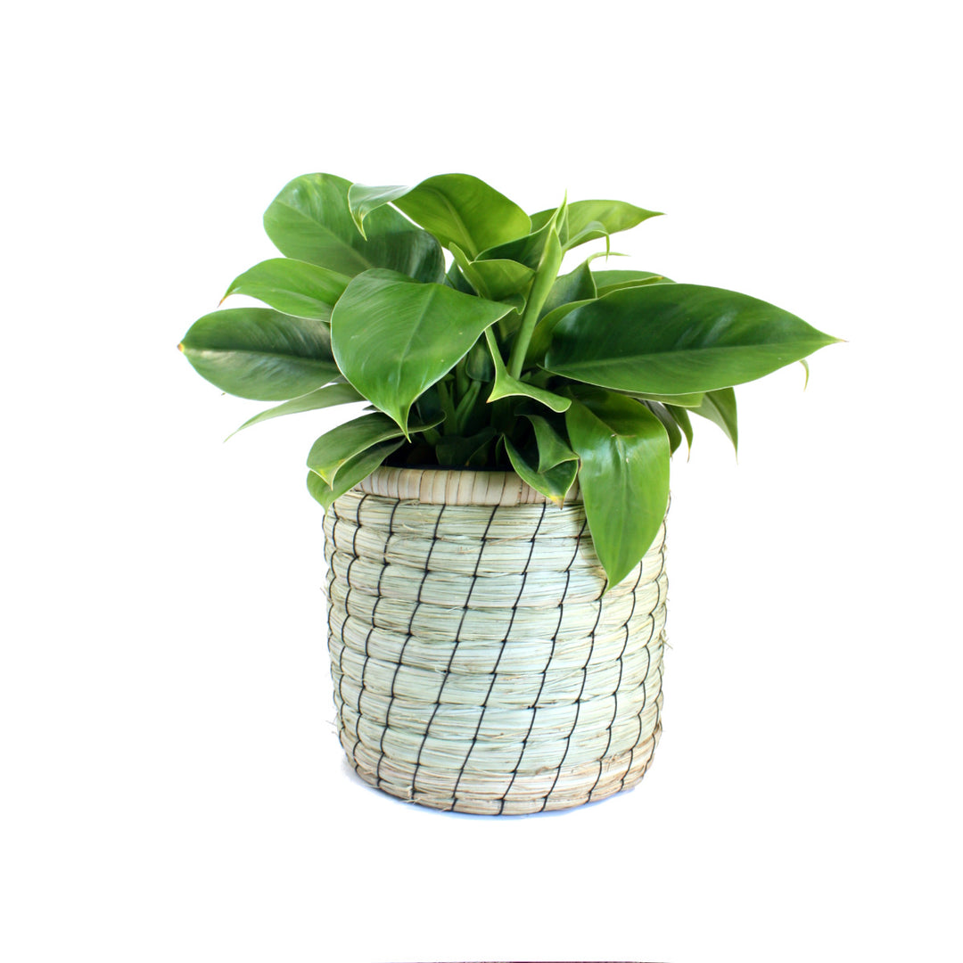 Philodendron - Imperial Green - Shop Online!
