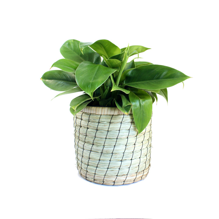Philodendron - Imperial Green - Shop Online!