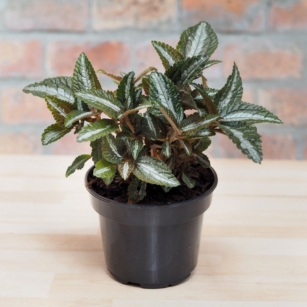 Silver Tree Plant - Shop Online!