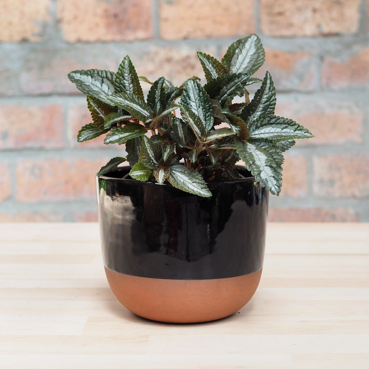 Silver Tree Plant - Shop Online!