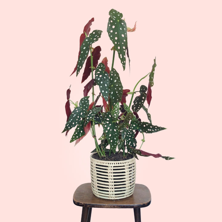 Polka Dot Begonia - LARGE - Shop Online!