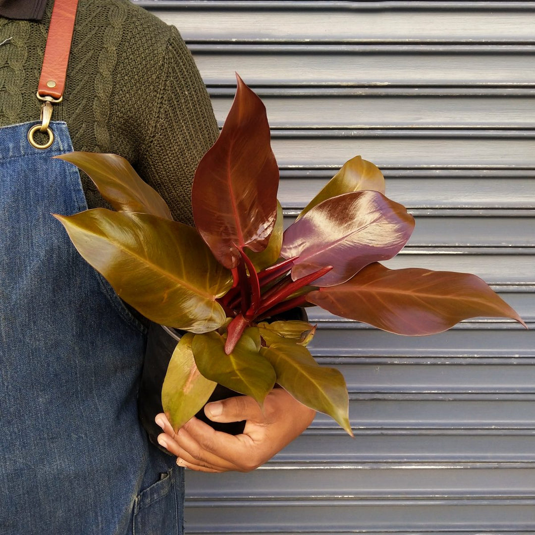 Philodendron - Prince of Orange - Shop Online!