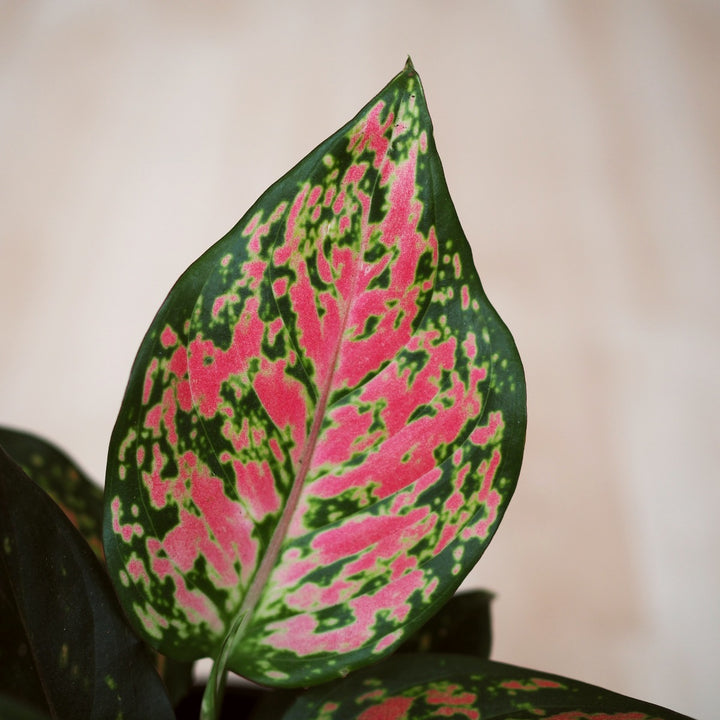 Chinese Evergreen - Red Valentine - Shop Online!