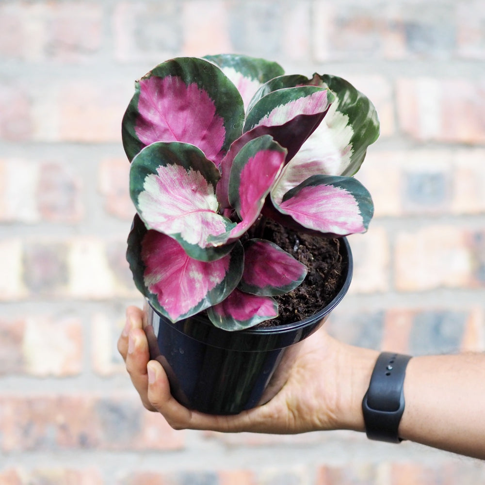 Calathea Rosy - Shop Online!