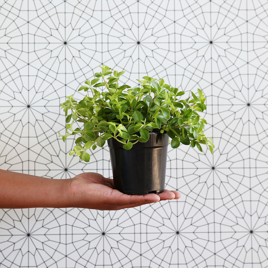 Round Leaf Peperomia - Shop Online!