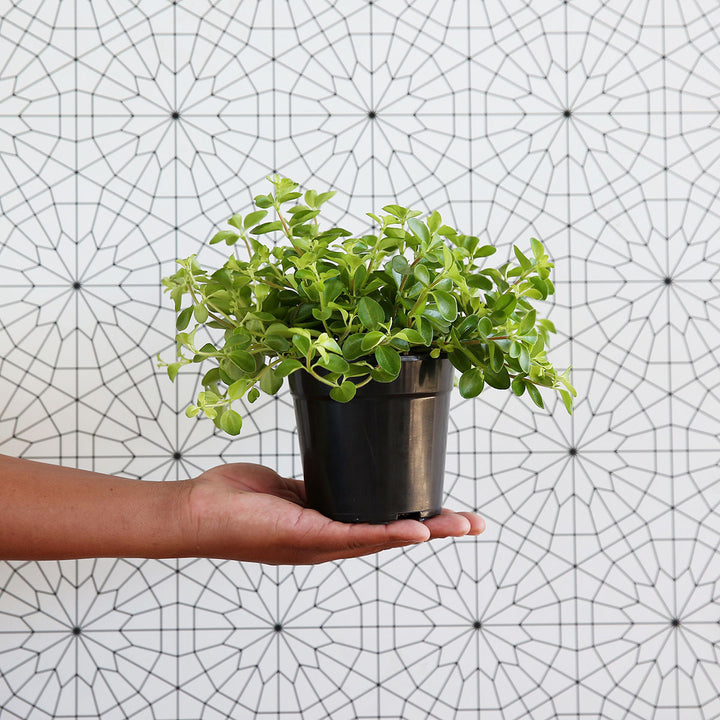 Round Leaf Peperomia - Shop Online!