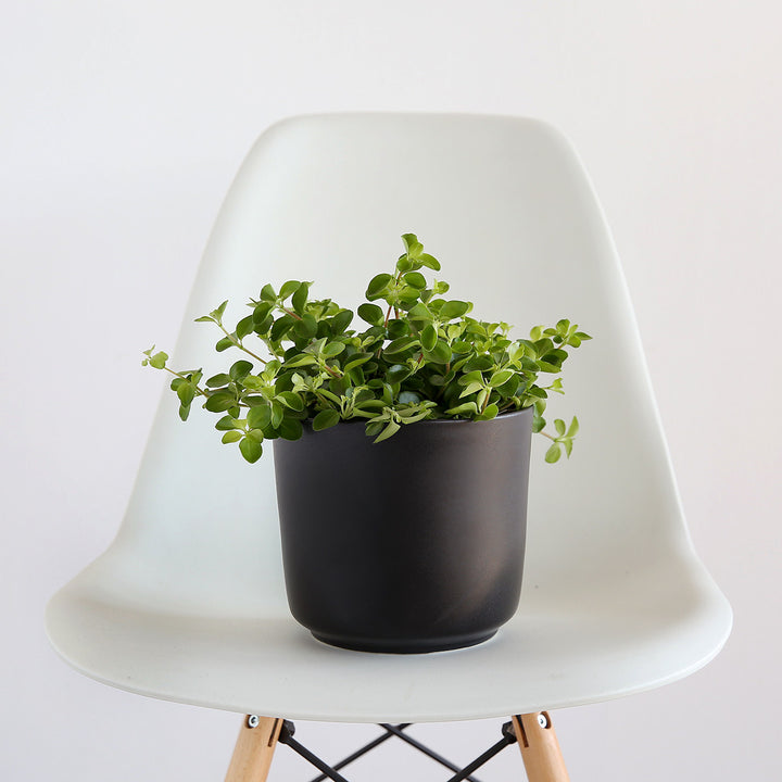 Round Leaf Peperomia - Shop Online!