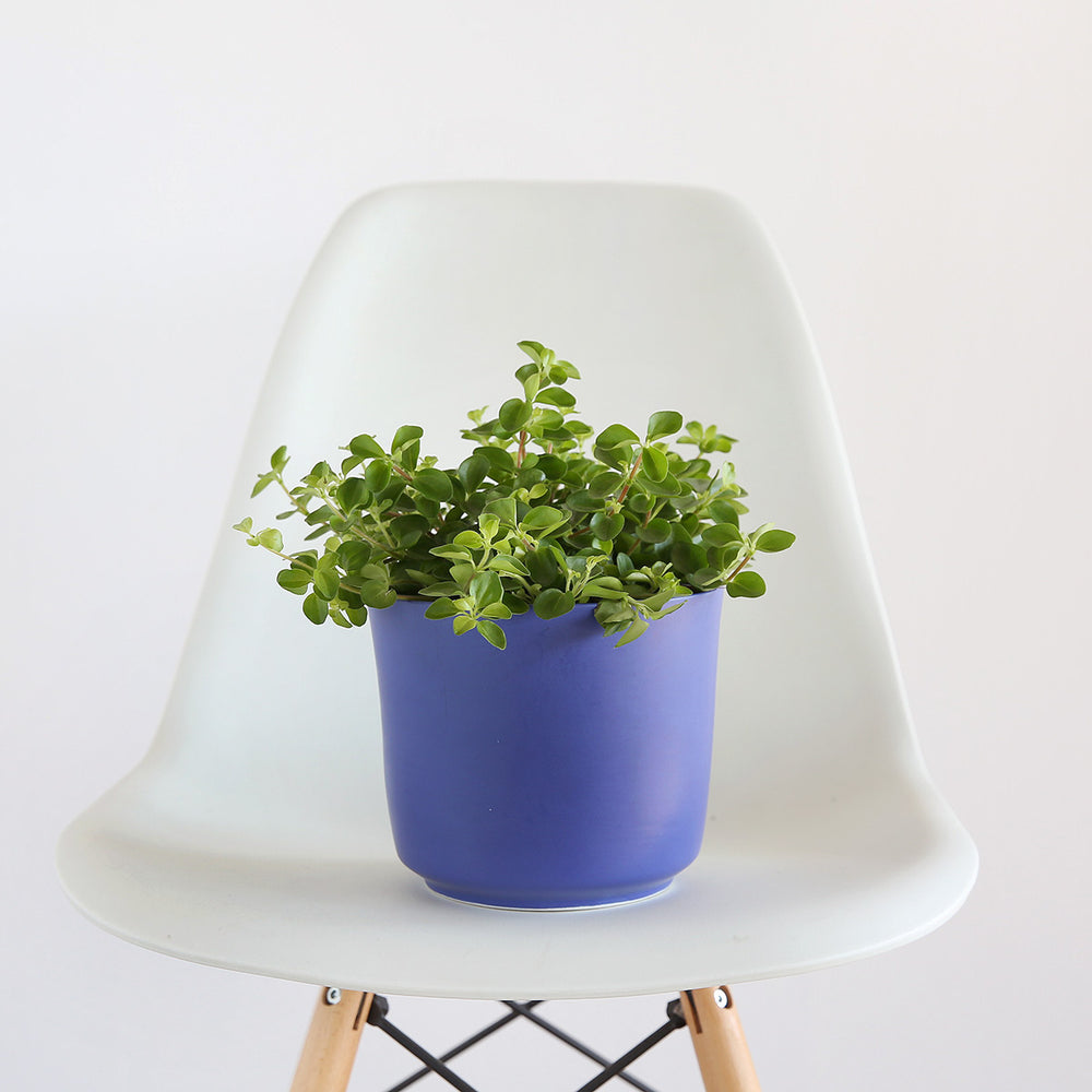 Round Leaf Peperomia - Shop Online!