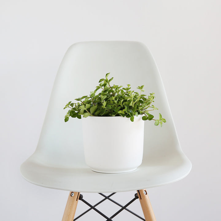 Round Leaf Peperomia - Shop Online!