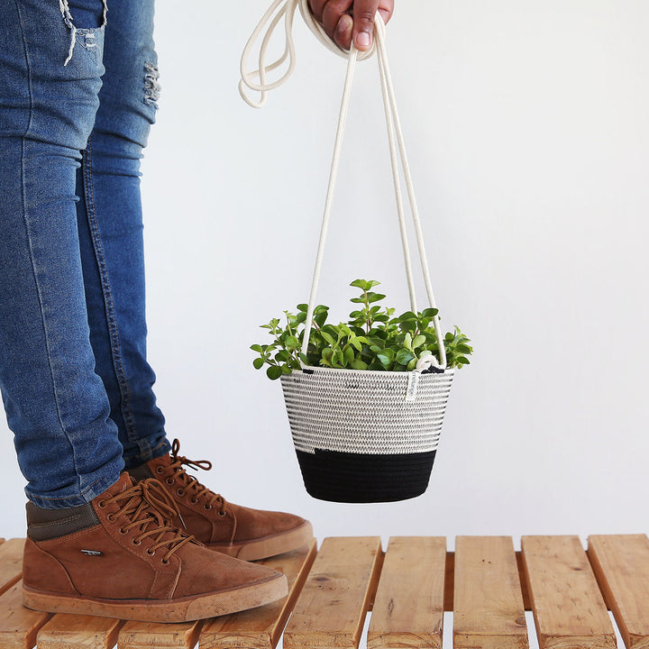 Round Leaf Peperomia - Shop Online!
