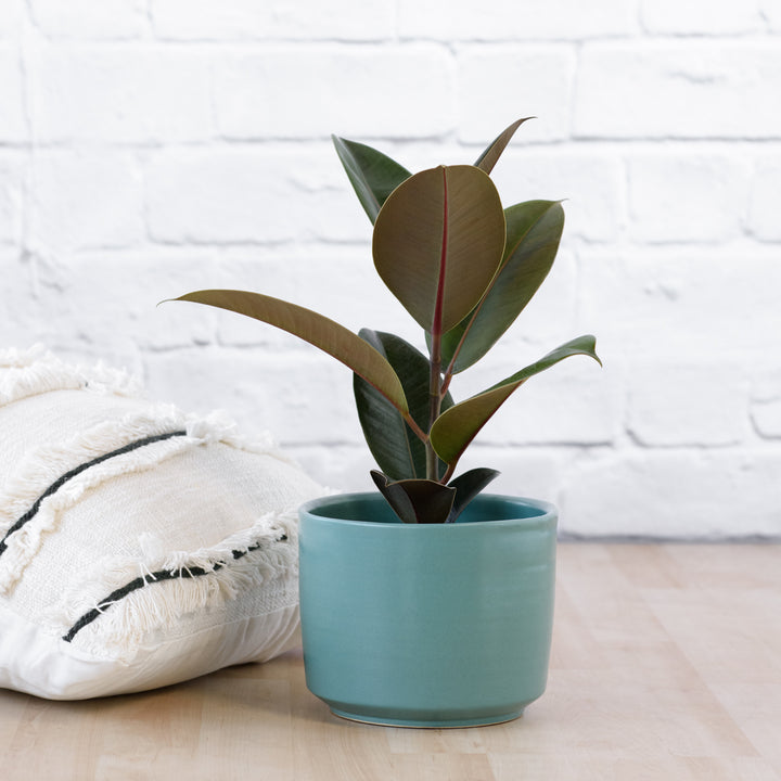 Rubber Tree - Robusta - Shop Online!