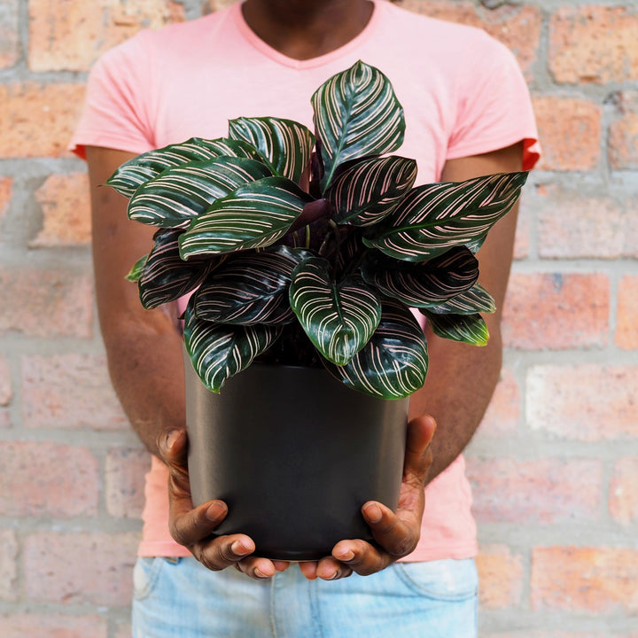 Calathea Sanderiana - Shop Online!