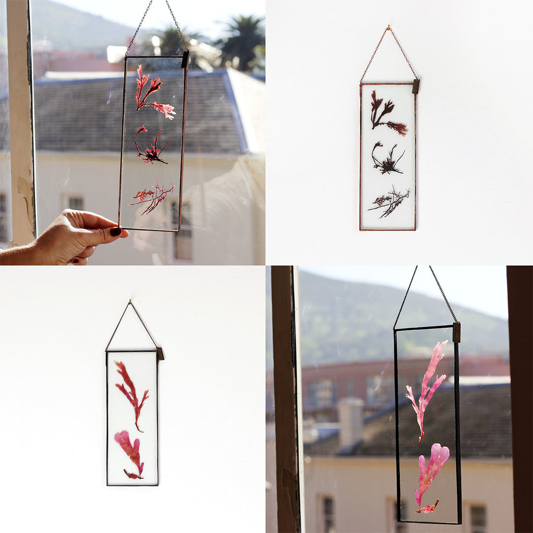 VELT Botanical Frame - Seaweeds - Shop Online!