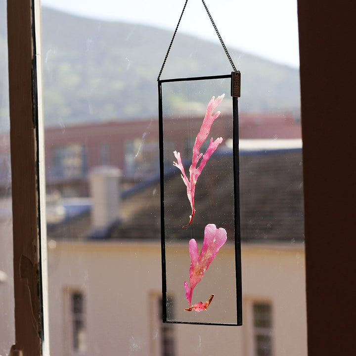 VELT Botanical Frame - Seaweeds - Shop Online!