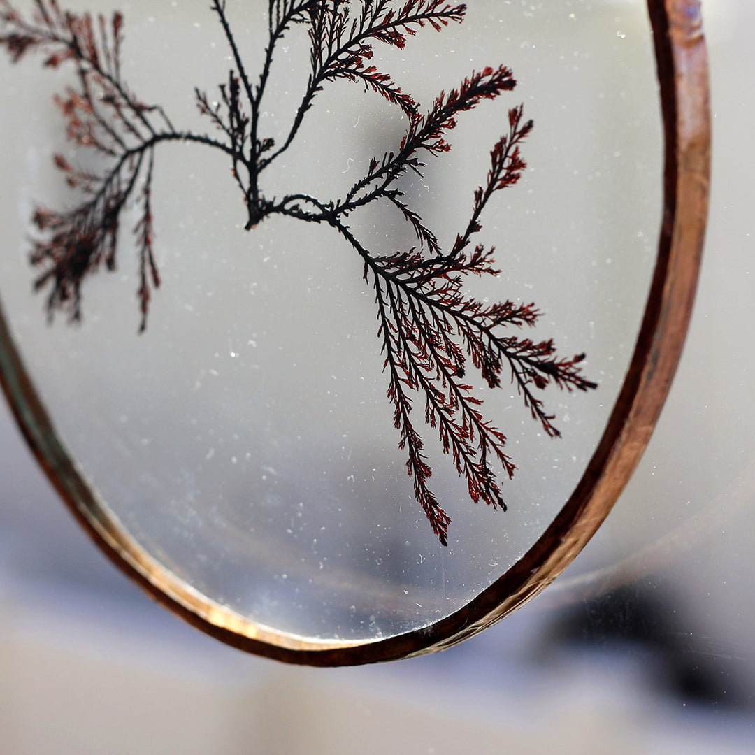 VELT Botanical Frame - Seaweeds - Shop Online!